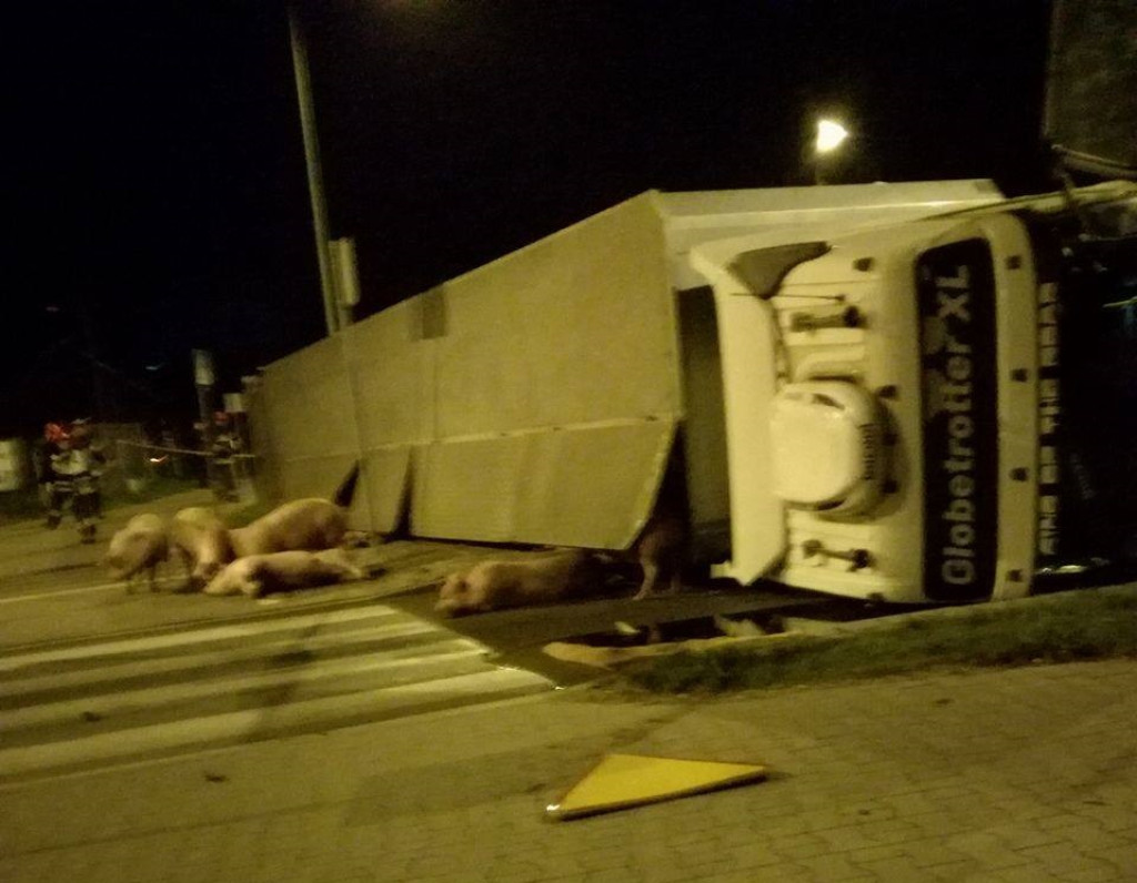 Świnie biegają po centrum Końskich. Wypadek transportu z trzodą chlewną - Aktualizacja [zdjęcia, wideo]