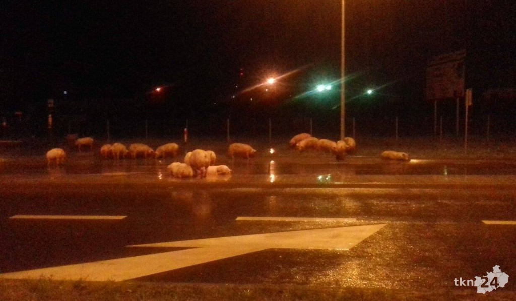 Świnie biegają po centrum Końskich. Wypadek transportu z trzodą chlewną - Aktualizacja [zdjęcia, wideo]