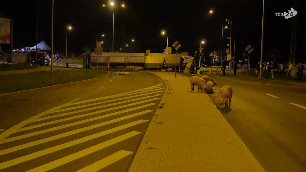 Świnie biegają po centrum Końskich. Wypadek transportu z trzodą chlewną - Aktualizacja [zdjęcia, wideo]