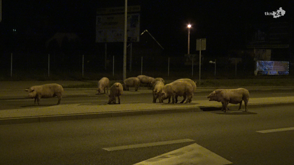 Świnie biegają po centrum Końskich. Wypadek transportu z trzodą chlewną - Aktualizacja [zdjęcia, wideo]
