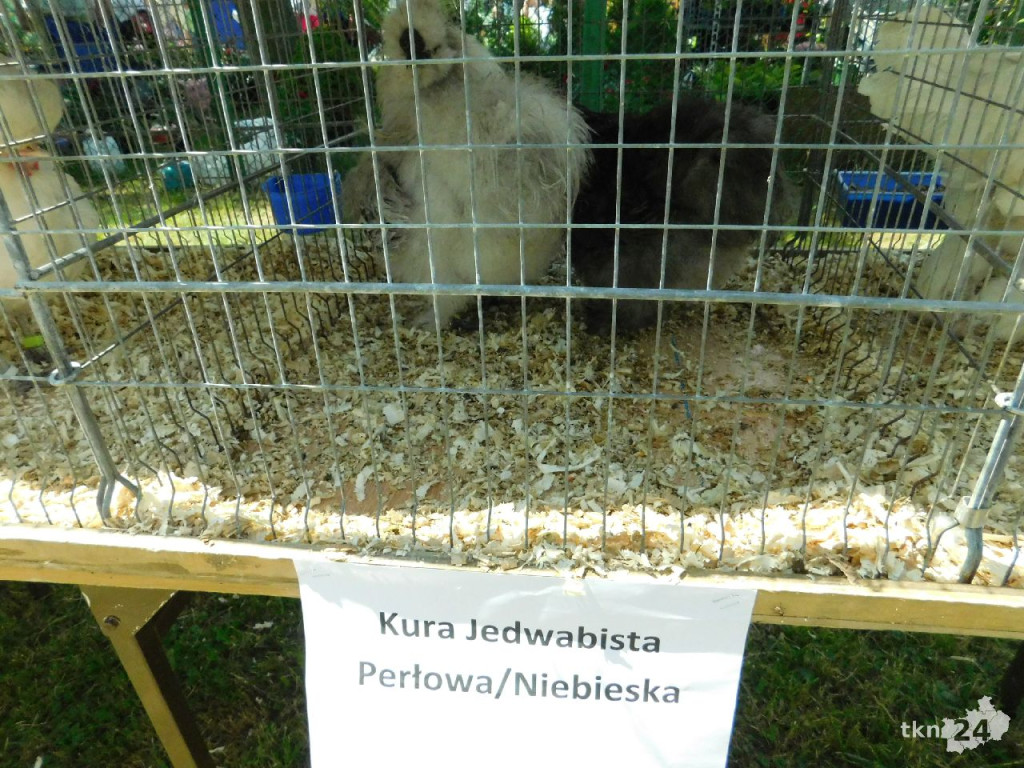 Relacja wideo: Dzień otwarty w ŚODR Modliszewice! [wideo, zdjęcia]