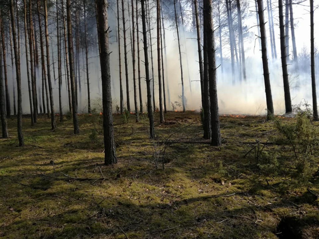 Mnóstwo jednostek gasiło pożar lasu w okolicach Nieświnia [zdjęcia]