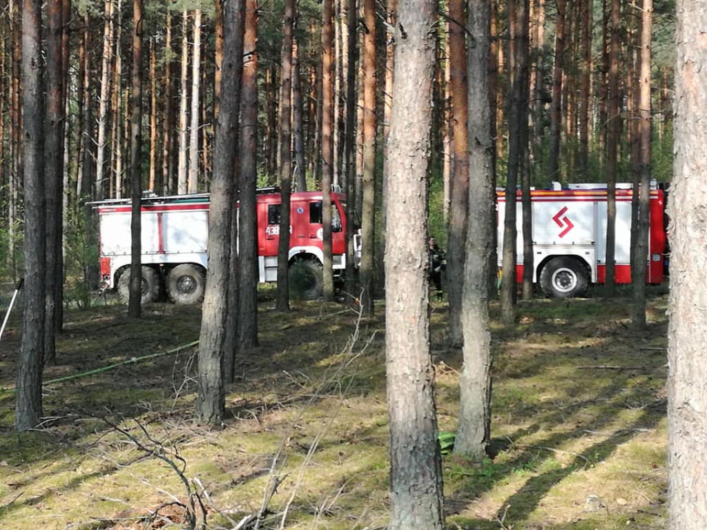 Mnóstwo jednostek gasiło pożar lasu w okolicach Nieświnia [zdjęcia]