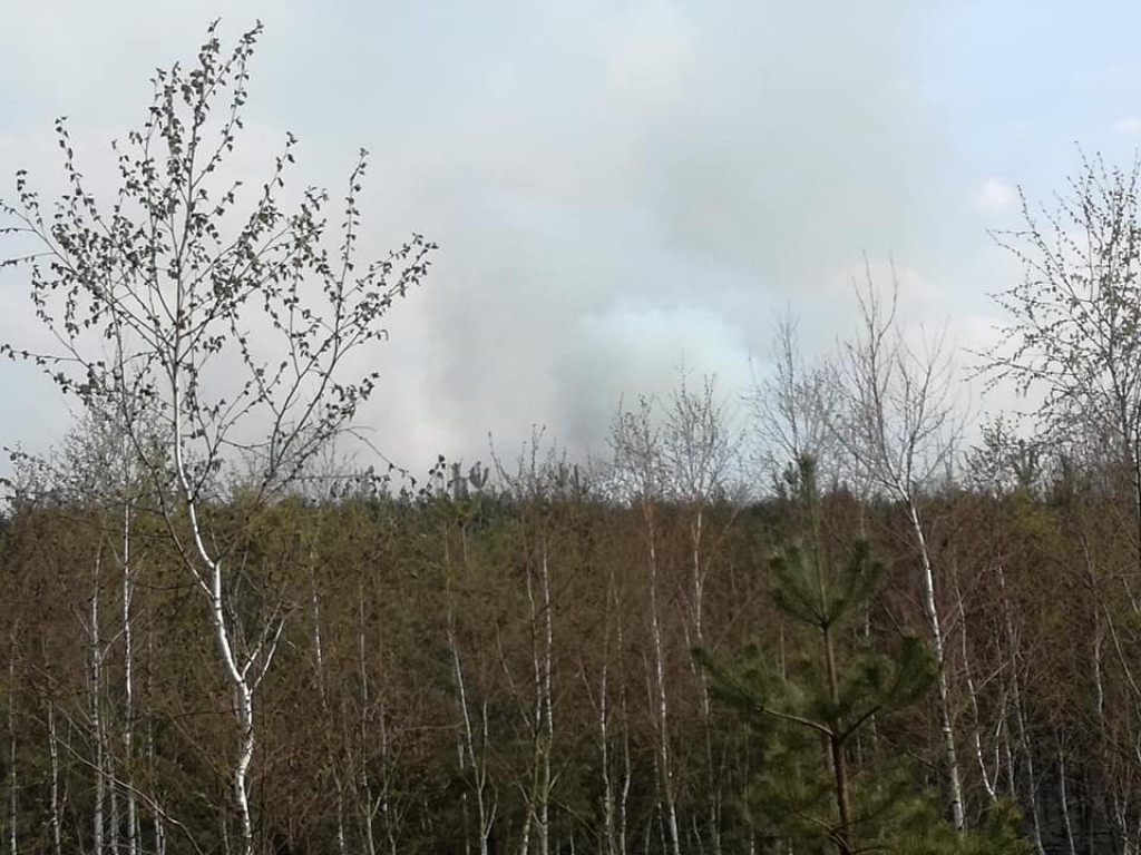 Mnóstwo jednostek gasiło pożar lasu w okolicach Nieświnia [zdjęcia]