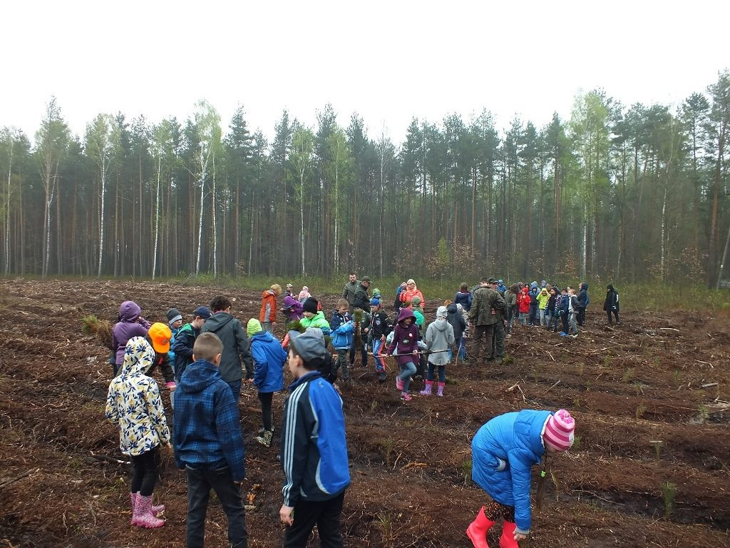 Zasadzili 1000 nowych drzew [zdjęcia]