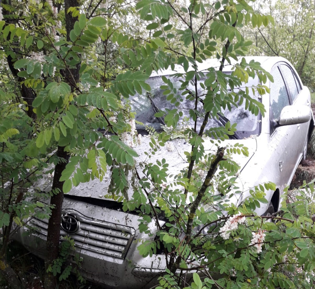 Sarna wybiegła mu na drogę, zjechał prosto w drzewa [zdjęcia]