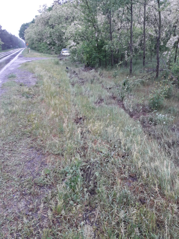 Sarna wybiegła mu na drogę, zjechał prosto w drzewa [zdjęcia]