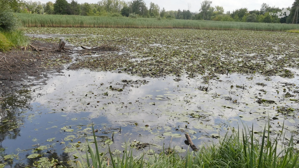 Rozpoczęły się prace związane z rekultywacją Starego Młyna