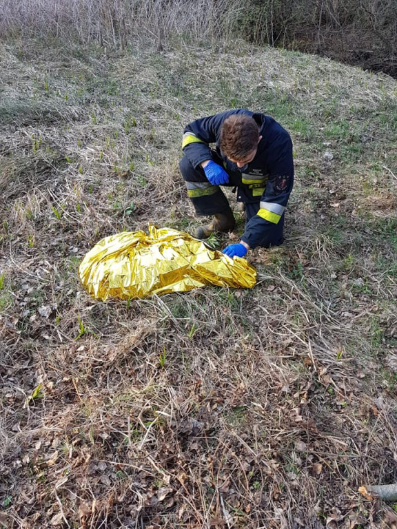 Schorowany pies wpadł do rzeki. Pomogli mu strażacy [zdjęcia]