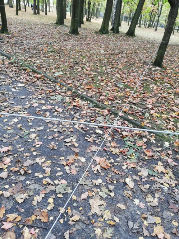 Końskie: Sznury rozwieszone między drzewami w Parku! Interweniujemy [zdjęcia]