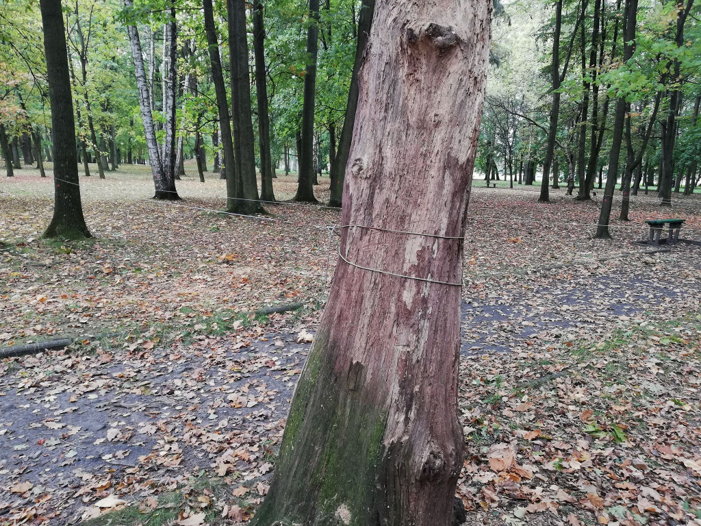 Niebezpieczne linki w koneckim parku. Policja prowadzi postępowanie [wideo, zdjęcia]