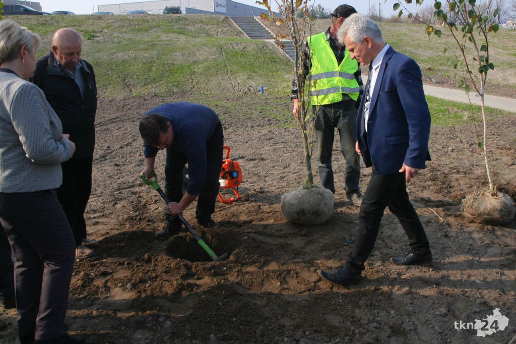 Sadzili drzewka przy zbiorniku na Starym Młynie [wideo, zdjęcia]