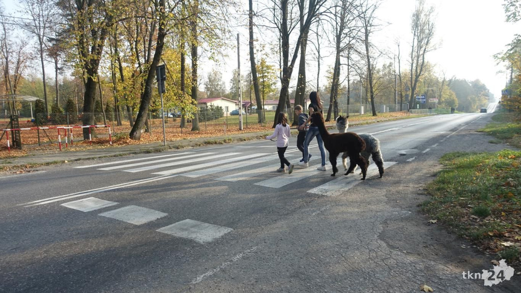 Bambi i Rysiek z misją terapeutyczną w Końskich [wideo, zdjęcia]