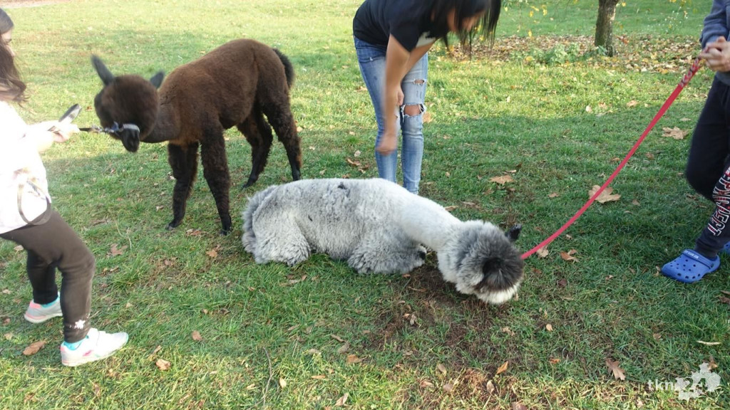 Bambi i Rysiek z misją terapeutyczną w Końskich [wideo, zdjęcia]