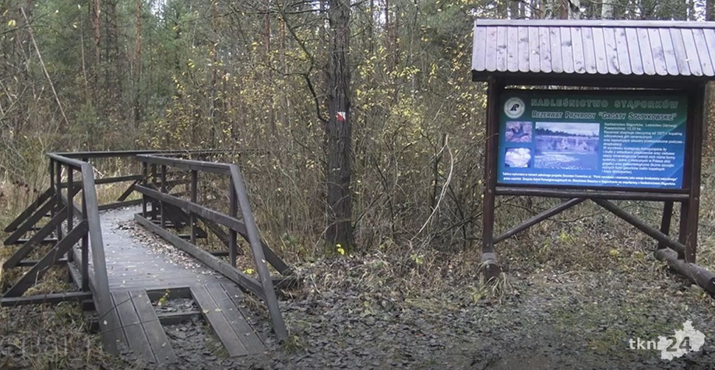 Ślady dinozaurów w Gagatach Sołtykowskich. Wiemy o nich więcej [wideo, zdjęcia]