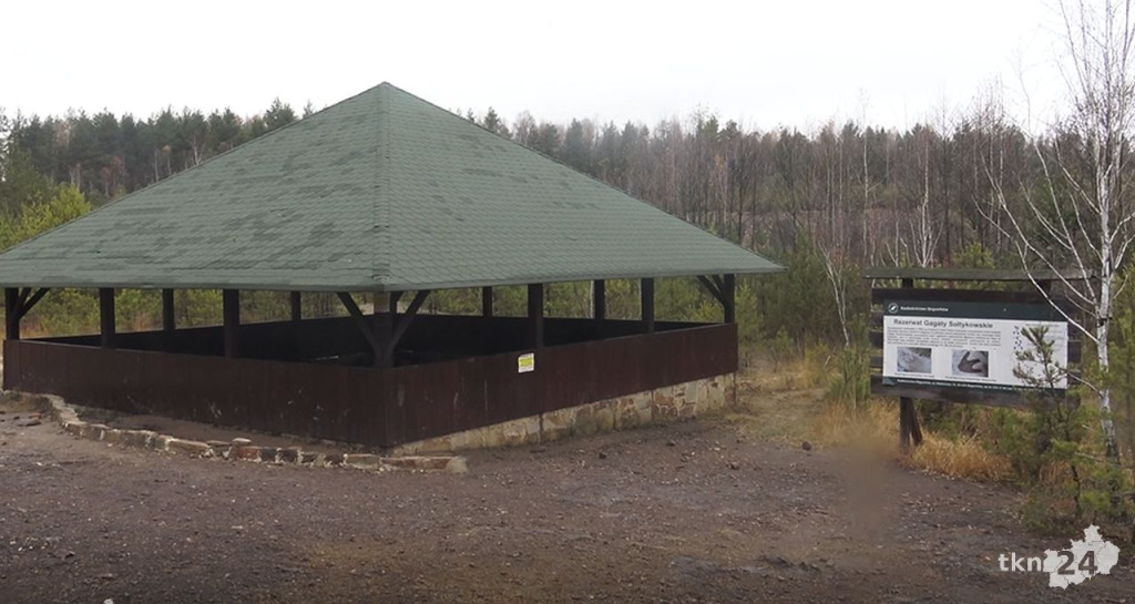 Ślady dinozaurów w Gagatach Sołtykowskich. Wiemy o nich więcej [wideo, zdjęcia]