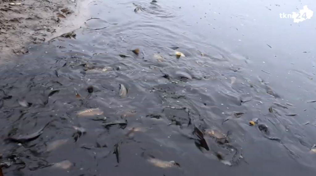 Sezon na karpia. Trwają odłowy w powiecie koneckim [wideo, zdjęcia]