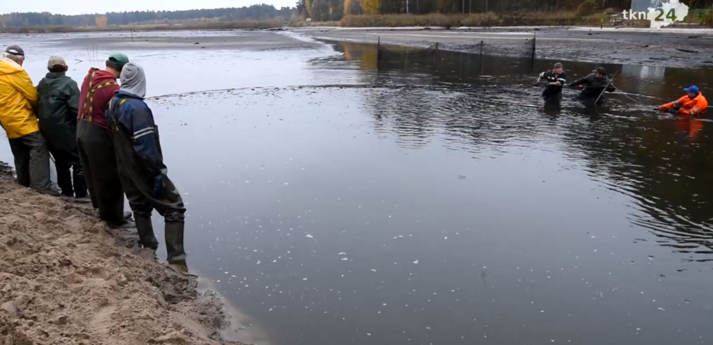 Sezon na karpia. Trwają odłowy w powiecie koneckim [wideo, zdjęcia]