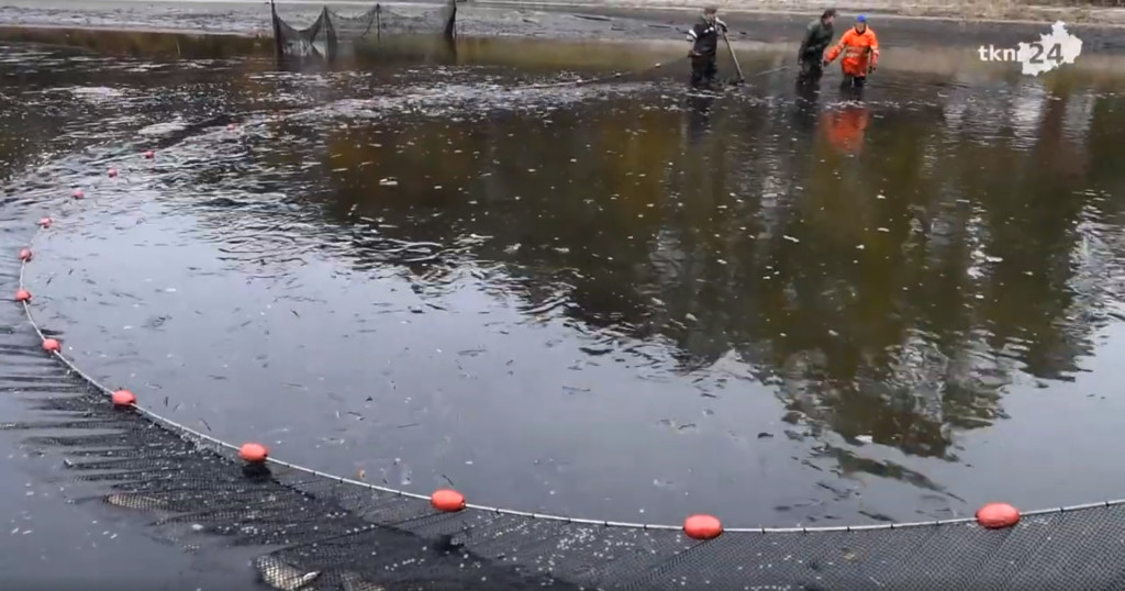 Sezon na karpia. Trwają odłowy w powiecie koneckim [wideo, zdjęcia]