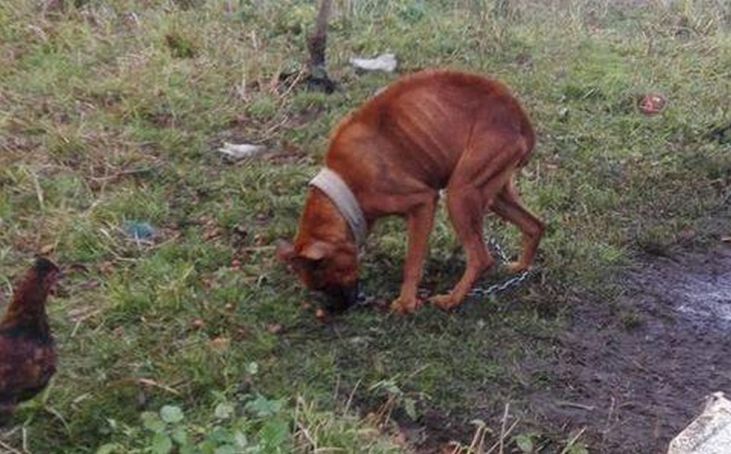 Staporków: Znęcała się nad psami? Sprawę bada policja [zdjęcia]