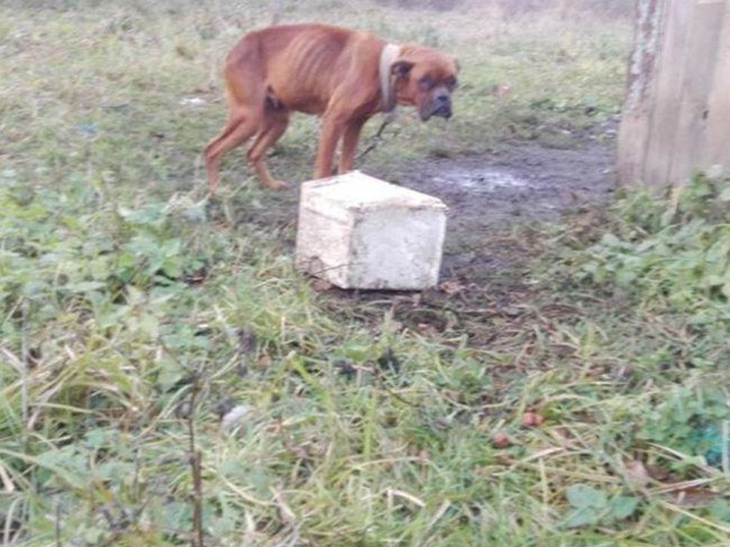 Staporków: Znęcała się nad psami? Sprawę bada policja [zdjęcia]