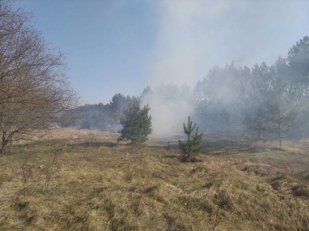 Liczne interwencje strażaków do pożarów traw [zdjęcia]