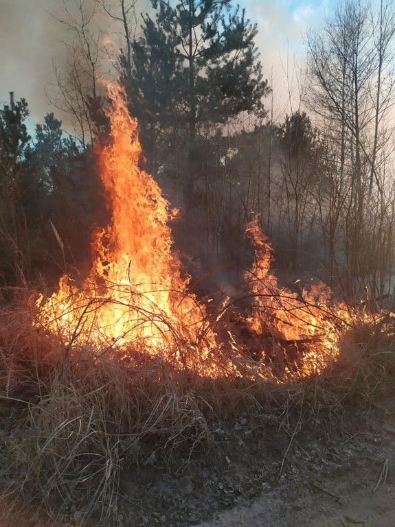 Niemal 30 interwencji do pożarów traw i lasów przez weekend! [zdjęcia]