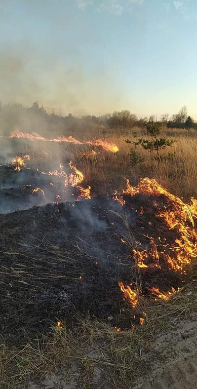Niemal 30 interwencji do pożarów traw i lasów przez weekend! [zdjęcia]