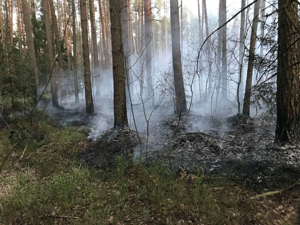 Niemal 30 interwencji do pożarów traw i lasów przez weekend! [zdjęcia]