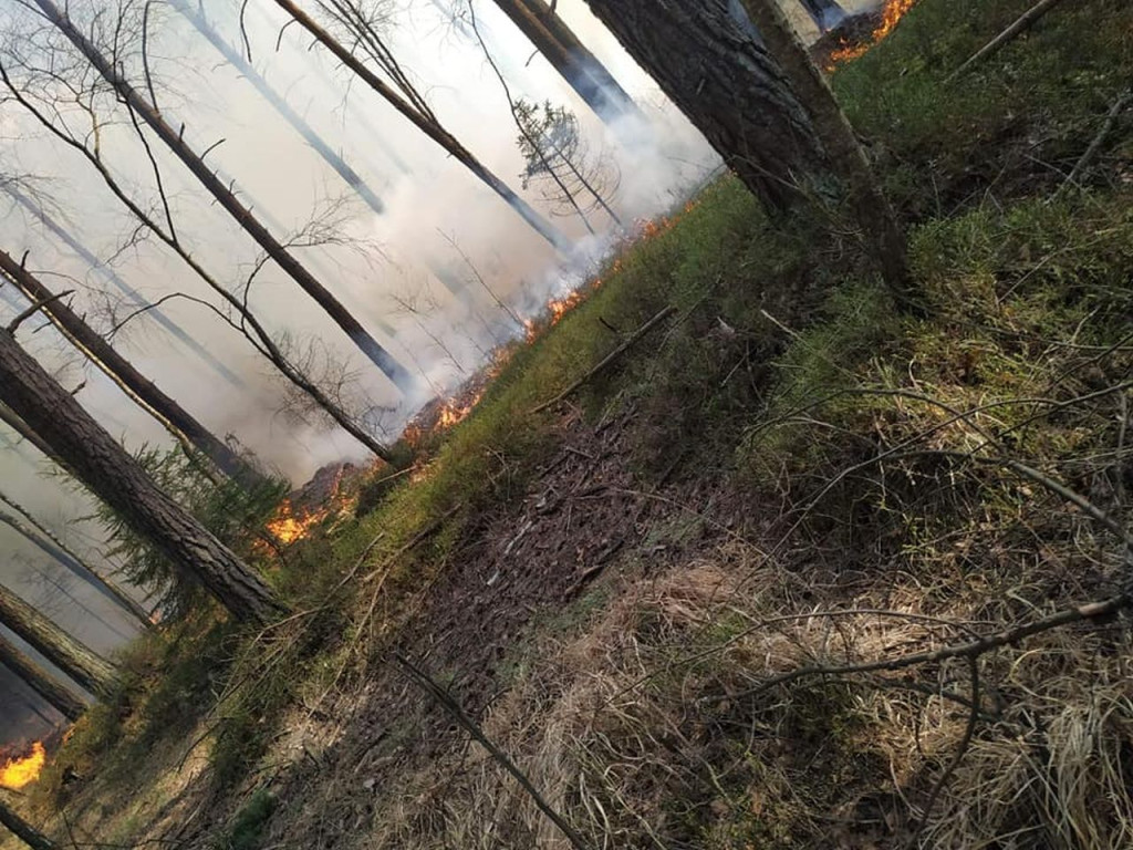 Liczne pożary lasów w Białym Ługu [zdjęcia]