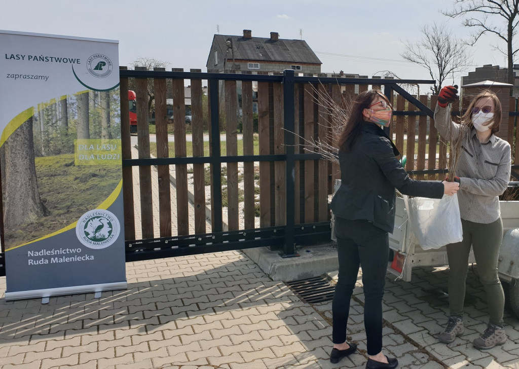 Wielkie zainteresowanie sadzonkami od Nadleśnictw [zdjęcia]