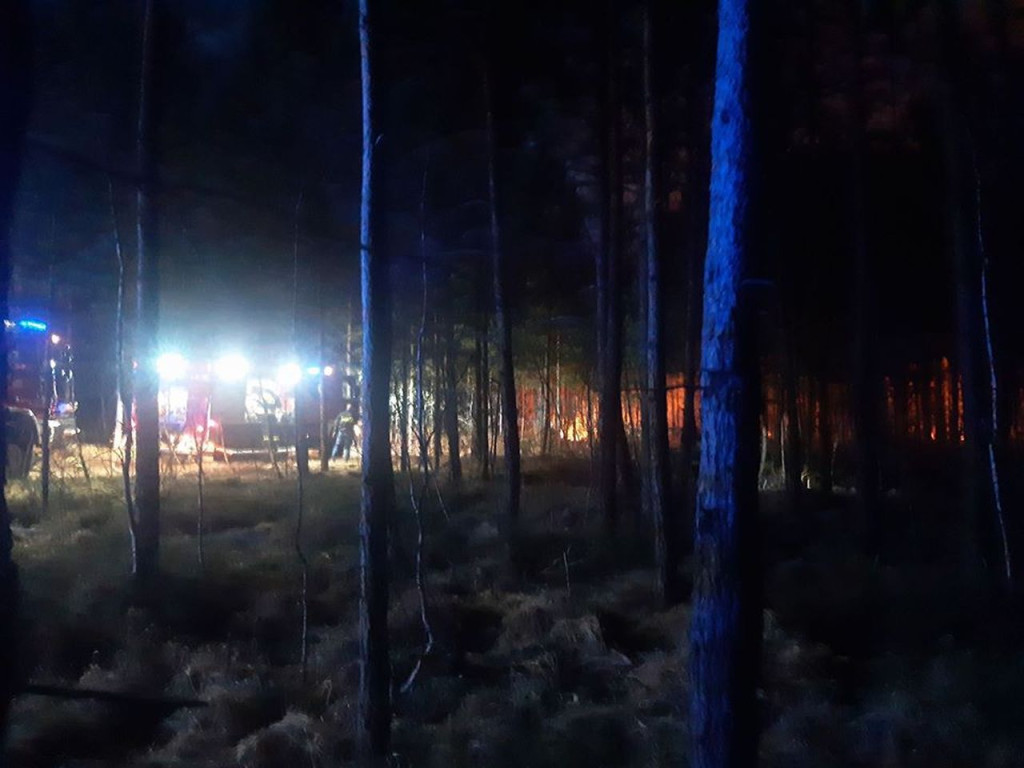 Coraz więcej pożarów lasów w skutek suszy. Leśnicy i strażacy walczą z zagrożeniem [wideo, zdjęcia]