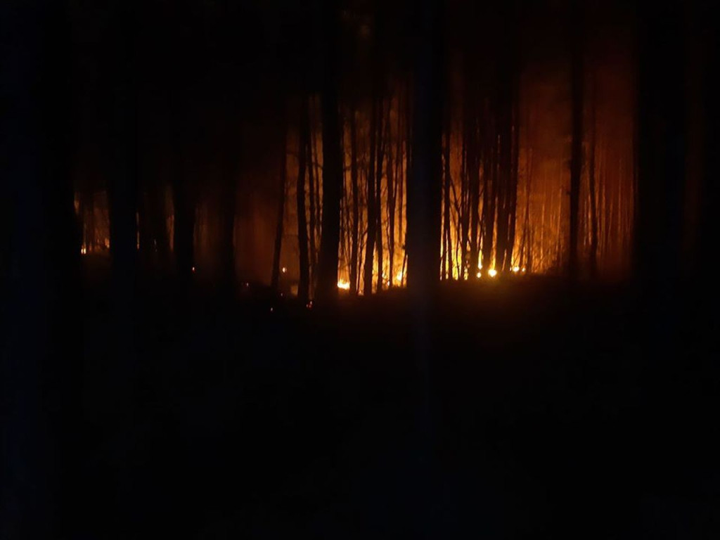 Coraz więcej pożarów lasów w skutek suszy. Leśnicy i strażacy walczą z zagrożeniem [wideo, zdjęcia]