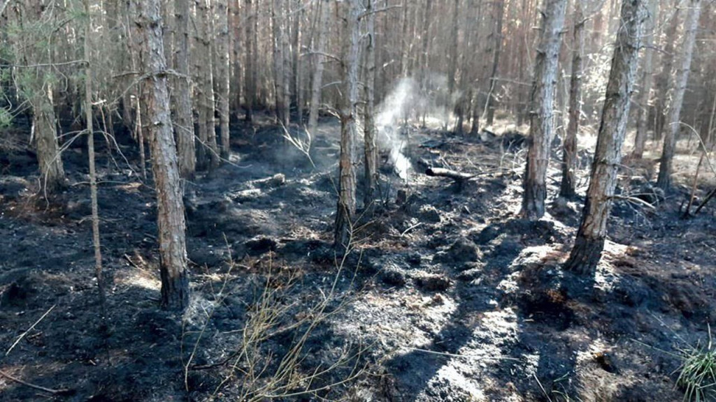 Coraz więcej pożarów lasów w skutek suszy. Leśnicy i strażacy walczą z zagrożeniem [wideo, zdjęcia]