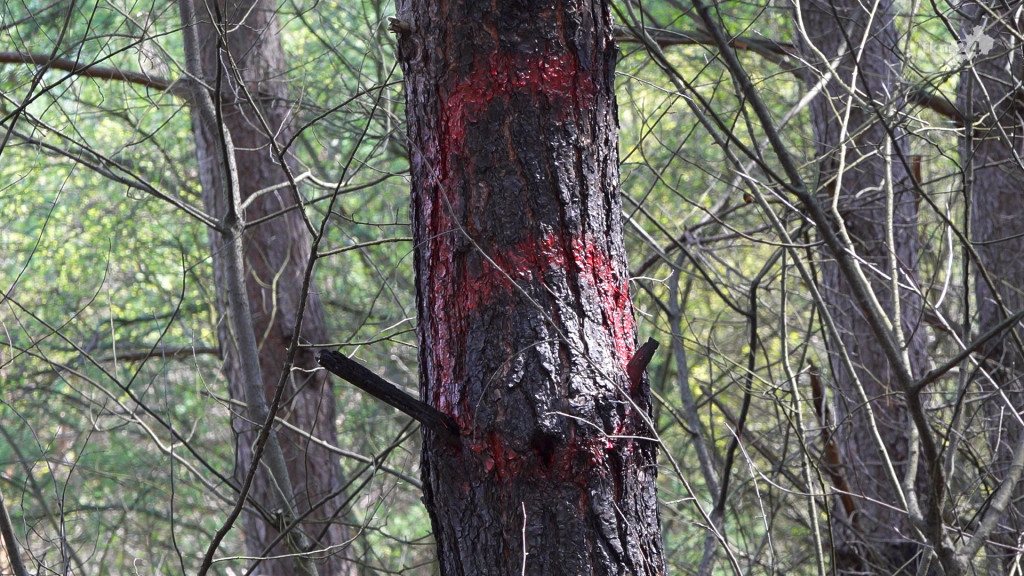 Sataniści działają w gminie Końskie? Odkryto niepokojące miejsce [zdjęcia, wideo] AKTUALIZACJA