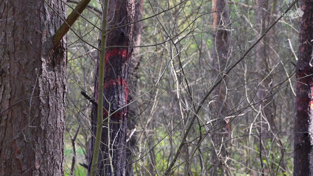 Sataniści działają w gminie Końskie? Odkryto niepokojące miejsce [zdjęcia, wideo] AKTUALIZACJA