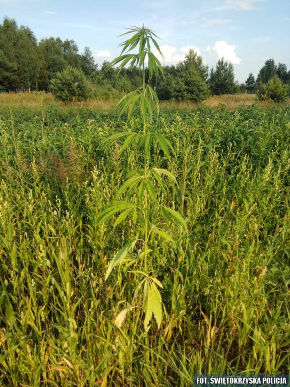 Pijany i odurzony narkotykami kierował autem. Hodował też konopie [zdjęcia]