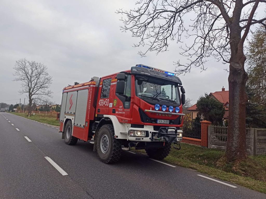 Kot na drzewie. Strażacy na pomoc [zdjęcia]