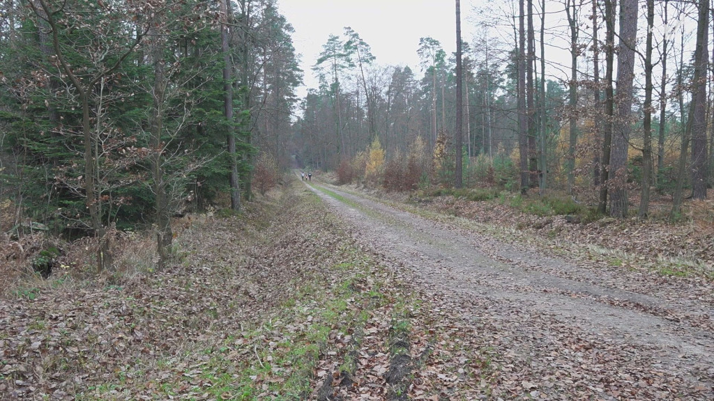 Poznawali Skałki Niekłańskie. Tradycja Niekłaniady podtrzymana! [wideo, zdjęcia]