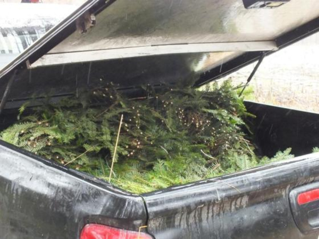 Kradzież jedliny na terenie Nadleśnictwa Barycz