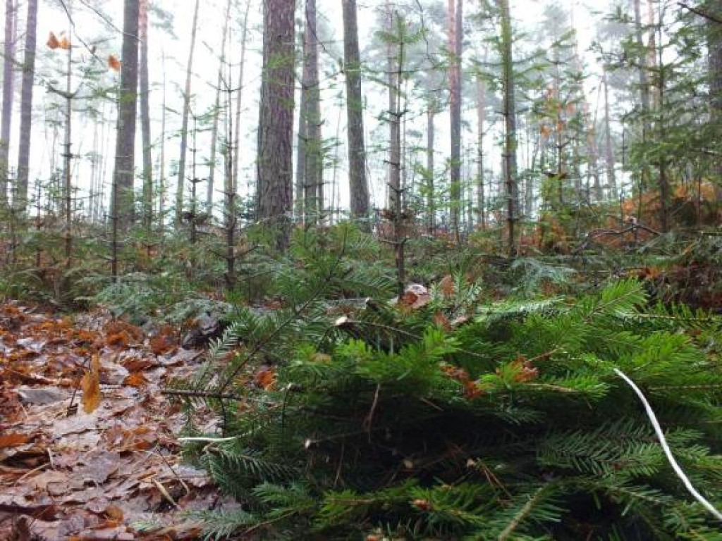 Kradzież jedliny na terenie Nadleśnictwa Barycz