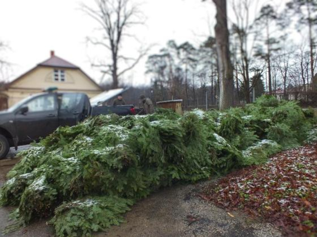 Kradzież jedliny na terenie Nadleśnictwa Barycz