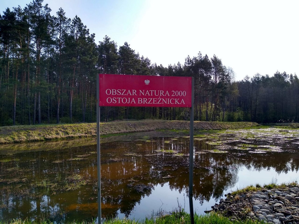 Pojawiły się wilki w powiecie koneckim [zdjęcia]