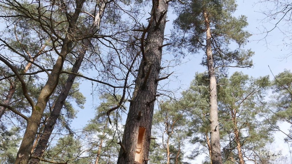 Pszczoły wrócą do lasów, także w powiecie koneckim! [wideo, zdjęcia]