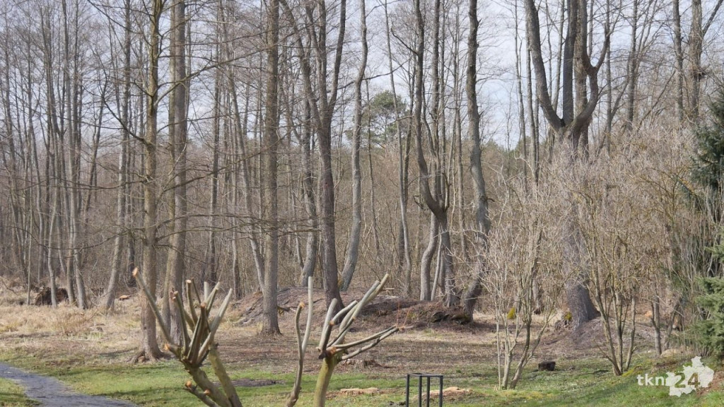 Pszczoły wrócą do lasów, także w powiecie koneckim! [wideo, zdjęcia]