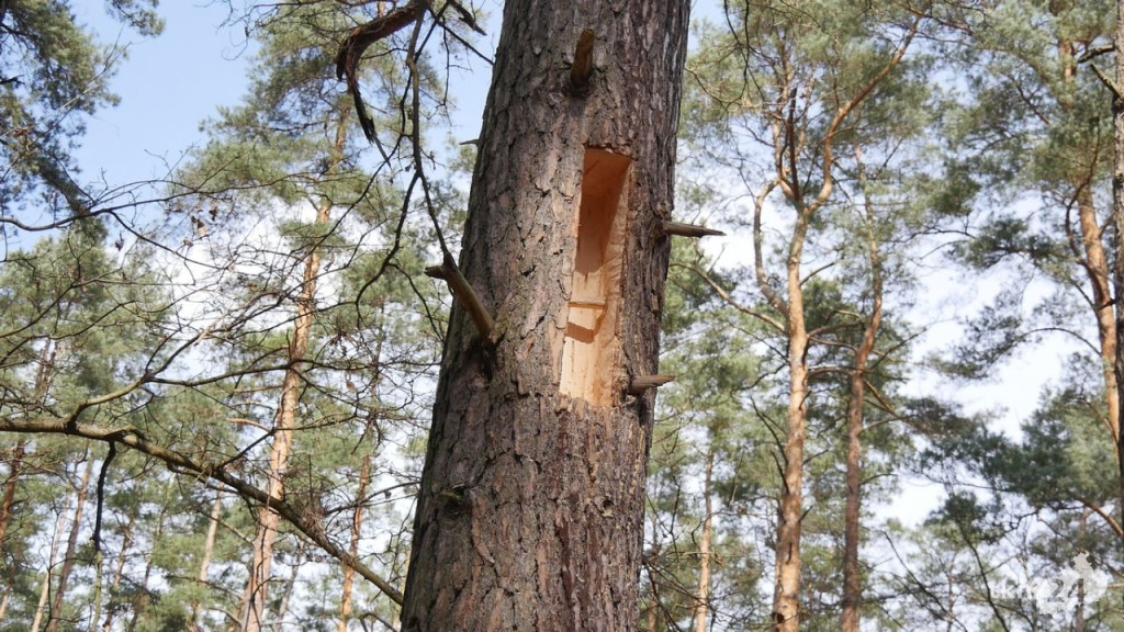 Pszczoły wrócą do lasów, także w powiecie koneckim! [wideo, zdjęcia]