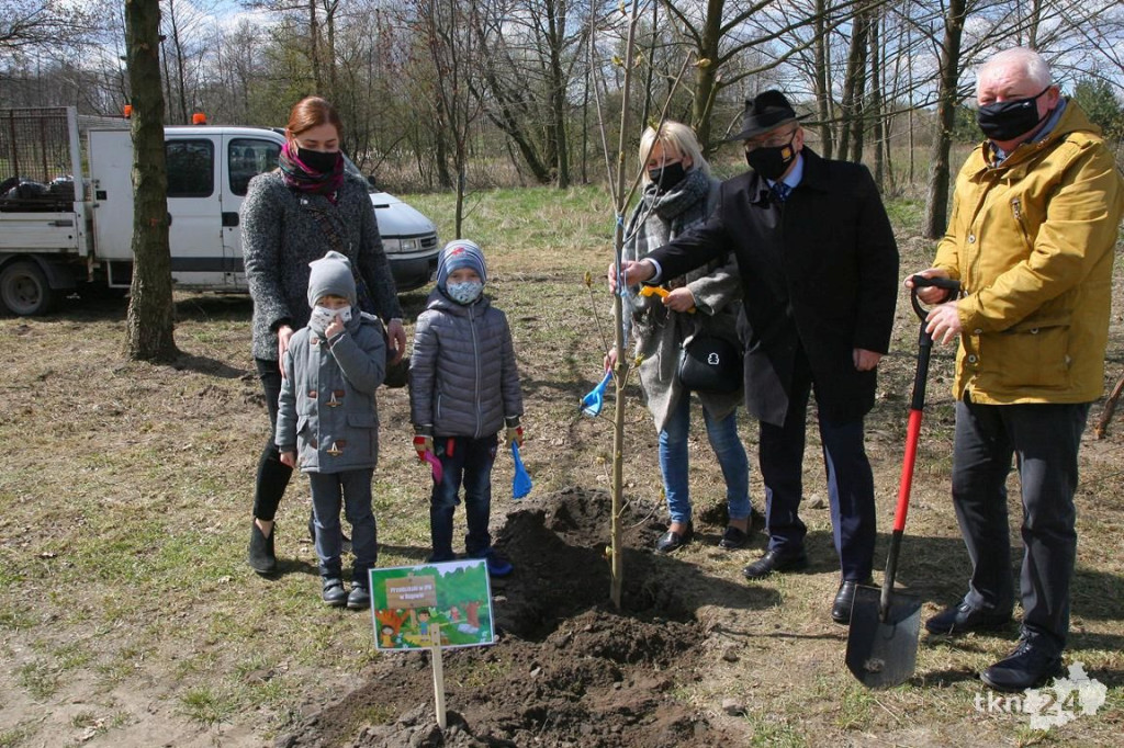 Kasztanowce i śliwy ozdobią `Browary`. Specjalna akcja UMiG i przedszkoli [wideo, zdjęcia]