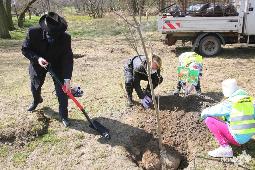 Kasztanowce i śliwy ozdobią `Browary`. Specjalna akcja UMiG i przedszkoli [wideo, zdjęcia]
