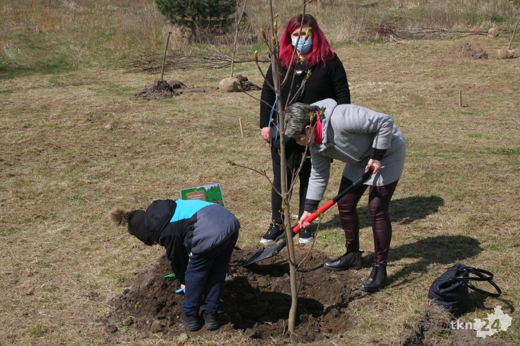 Kasztanowce i śliwy ozdobią `Browary`. Specjalna akcja UMiG i przedszkoli [wideo, zdjęcia]