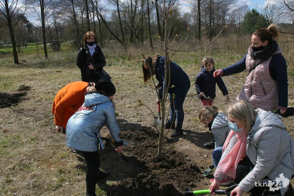 Kasztanowce i śliwy ozdobią `Browary`. Specjalna akcja UMiG i przedszkoli [wideo, zdjęcia]